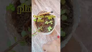 Crassula ovata ka paudhaflowers natureplants plants plantislove Diya18g [upl. by Riada245]