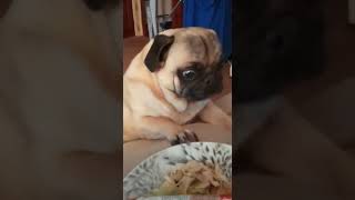 Pug Barking [upl. by Aminta924]