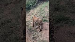 tiger king  YouTube short  yt shot  tiger  viral video  animals [upl. by Galen]