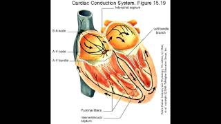 Cause and Treatment  Sinus Bradycardia [upl. by Cadal]