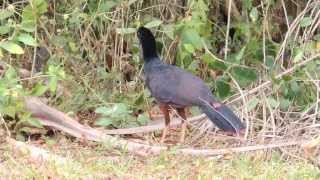 Crestless Curassow  Mitu tomentosum  Paujil Culicastaño Parque natural La Macarena [upl. by Leeda]