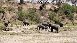 Tarangire national park as a home of an elephant 🐘🐘 [upl. by Tedra]