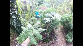 Tasmanian amp Australian tree ferns are different [upl. by Avehs793]