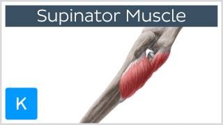 Supinator Muscle  Origins amp Function  Human Anatomy  Kenhub [upl. by Adall]