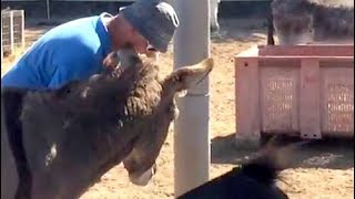 A backscratcher for the donkeys  Easy Horse Care Rescue Centre [upl. by Eelnodnarb]