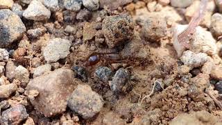 The hunting journey of megacephala ants [upl. by Janeen]