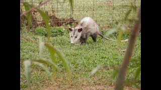 HUNTING for MANICOUOPOSSUM and IGUANAS Level 2 hunting in trinidad [upl. by Tra]