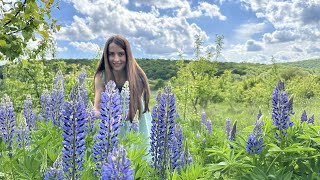 A beautiful lupine in the forest what the flowers look like and how they grow [upl. by Llerdnek]