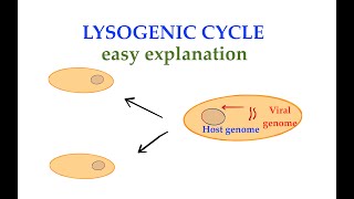 The Lysogenic cycle 3 [upl. by Rabassa709]