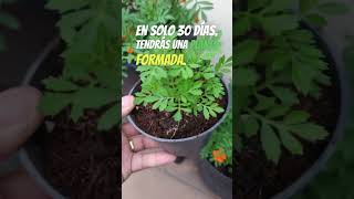 Aprende a plantar tagetes en macetas y disfruta de sus beneficios [upl. by Yvor]