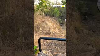 Morning Amazing sighting 3 tigers in tadoba  Andhari [upl. by Yvad]