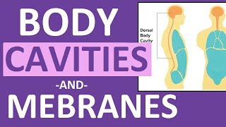 Body Cavities and Membranes Dorsal Ventral Anatomy and Physiology [upl. by Nolla]