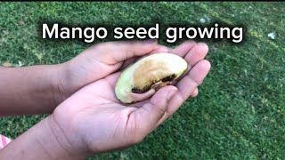 Germinating Mango Seeds with explanation [upl. by Martz586]