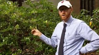 Japanese privet Ligustrum japonicum  Plant Identification [upl. by Bogie]