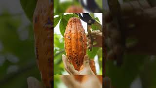 Harvest Red Cacao Goes to Market sell bushcraft cacao harvest [upl. by Eromle]