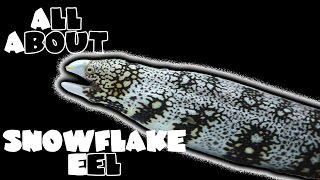 All About The Snowflake Moray Eel  SHRIMP FEEDING [upl. by Celesta]