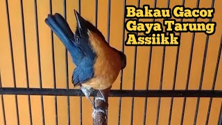 Tledekan Bakau Gacor  Gaya Tarung Assiikk [upl. by Nnylyaj]