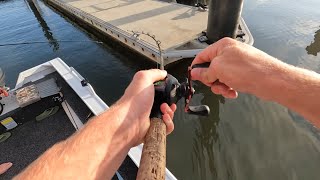 Chasing mangrove jacks  Coomera Gold Coast [upl. by Nwahsyt]