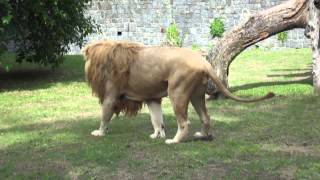 Pooping Lion at Buenos Aires Zoo Leon cagando en el Zoologico de BS AS [upl. by Ailen491]