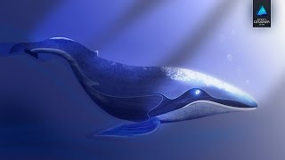 AFFINITY DESIGNER  WHALE ILLUSTRATION  SPEED DRAW [upl. by Cleo]