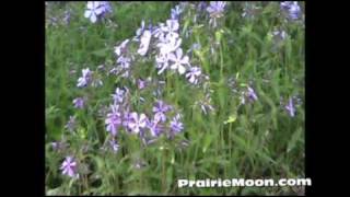 Phlox divaricata Wild Blue Phlox [upl. by Zsolway565]