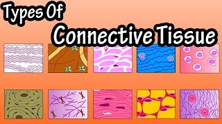 Types Of Connective Tissue  What Is Connective Tissue  Functions Of Connective Tissue [upl. by Weismann191]