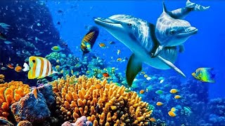 Relaxing Music to Relieve Stress Anxiety and Depression • Mind Body 🐬 Soothing music for nerves [upl. by Pepillo]