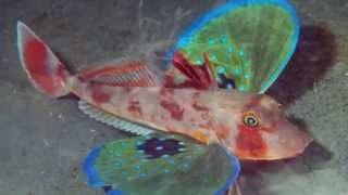 Los 10 peces mas extraños del mundo  10 weirdest fish in the world [upl. by Shirah]