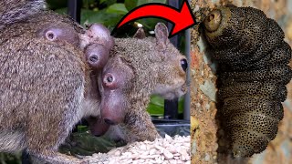 Squirrel Infested with 6 BotFly Cutebra Larvae Extraction process included [upl. by Fredela]