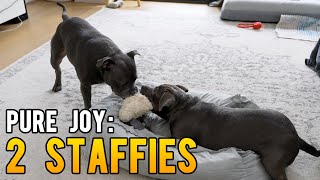 Heartwarming Moments English Staffy Puppy and Adult Dog Sister [upl. by Deckert]