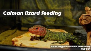 카이만 리자드 피딩 테스트 Caiman lizard feeding [upl. by Noicnecsa]