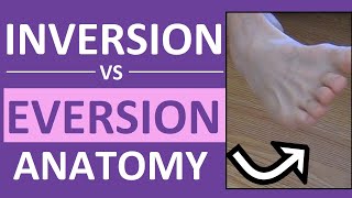 Inversion and Eversion of the Foot Ankle  Body Movement Terms Anatomy [upl. by Lonier]