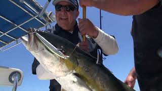 Angler Chronicles Yellowtail at Cedros Island [upl. by Eatnoid]