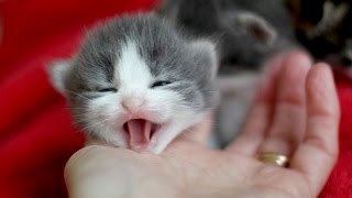 Little kittens meowing and talking  Cute cat video [upl. by Akinirt705]