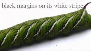 How to ID Two Common Hornworms [upl. by Monah294]