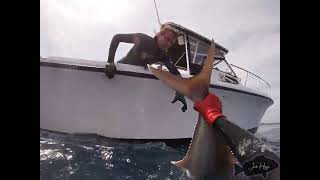 Spearfishing Amberjack [upl. by Gaal]