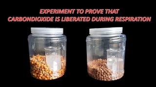 Experiment to prove that CO2 is liberated during respiration [upl. by Norym773]