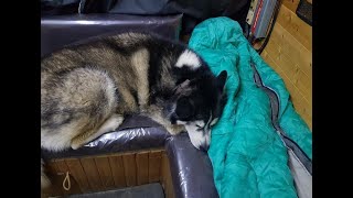 Man and Malamute Sherpa living the Van life rainy day for me and my dog [upl. by Enilav]