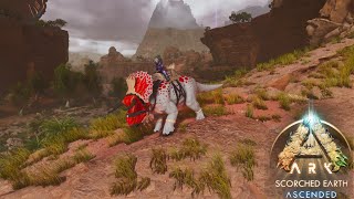 ARK ASCENDED SCORCHED EARTH  TAMEANDO AL NASUTOCERATOPS  18 [upl. by Jestude467]