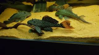 Pleco tank amazon biotope [upl. by Aicinat]