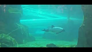 Commersons Dolphins Underwater viewing Aquatica Orlando 4262024 [upl. by Esinwahs]