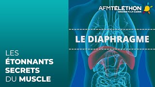 Les étonnants secrets du muscle  le diaphragme [upl. by Ahsercel]