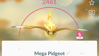 Mega Shiny Pidgeot evolution from shiny Pidgey in Pokémon go shorts [upl. by Vallonia]