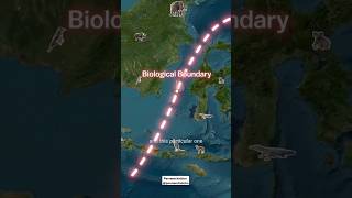 Wallace Line🌎 biological boundaryline shorts viral knowledgeable facts parveenchalotra [upl. by Erdda]