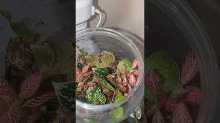 ✨ Baby Rollie Pollies and Terrarium 🌿 Diy Isopod Set Up 😍 backyardgardening viralshorts music [upl. by Alexandr]