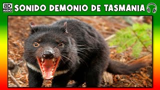 SONIDO DE DEMONIO DE TASMANIA 🐀 [upl. by Maze247]