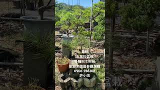 真柏各種樹木樹苗 庭園樹 五葉松盆栽 五葉松 園藝 真柏真柏盆栽 [upl. by Willy]