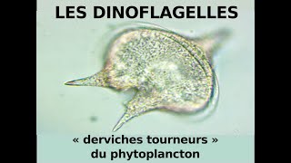 Les dinoflagellés derviches tourneurs du phytoplancton Hervé Kempf Lycée de lElorn [upl. by Einaej]