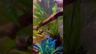 The Betta Breeding Grounds Step by step turned into a beautiful place nature bettafish aquarium [upl. by Nerraf]