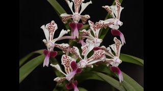 Vanda tricolor [upl. by Nyluqcaj]